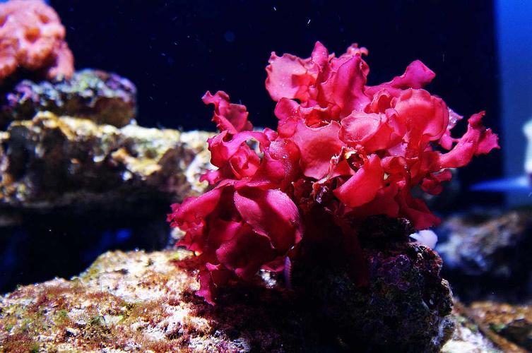 注胶肉与不注胶肉的区别图片,注胶肉辟谣