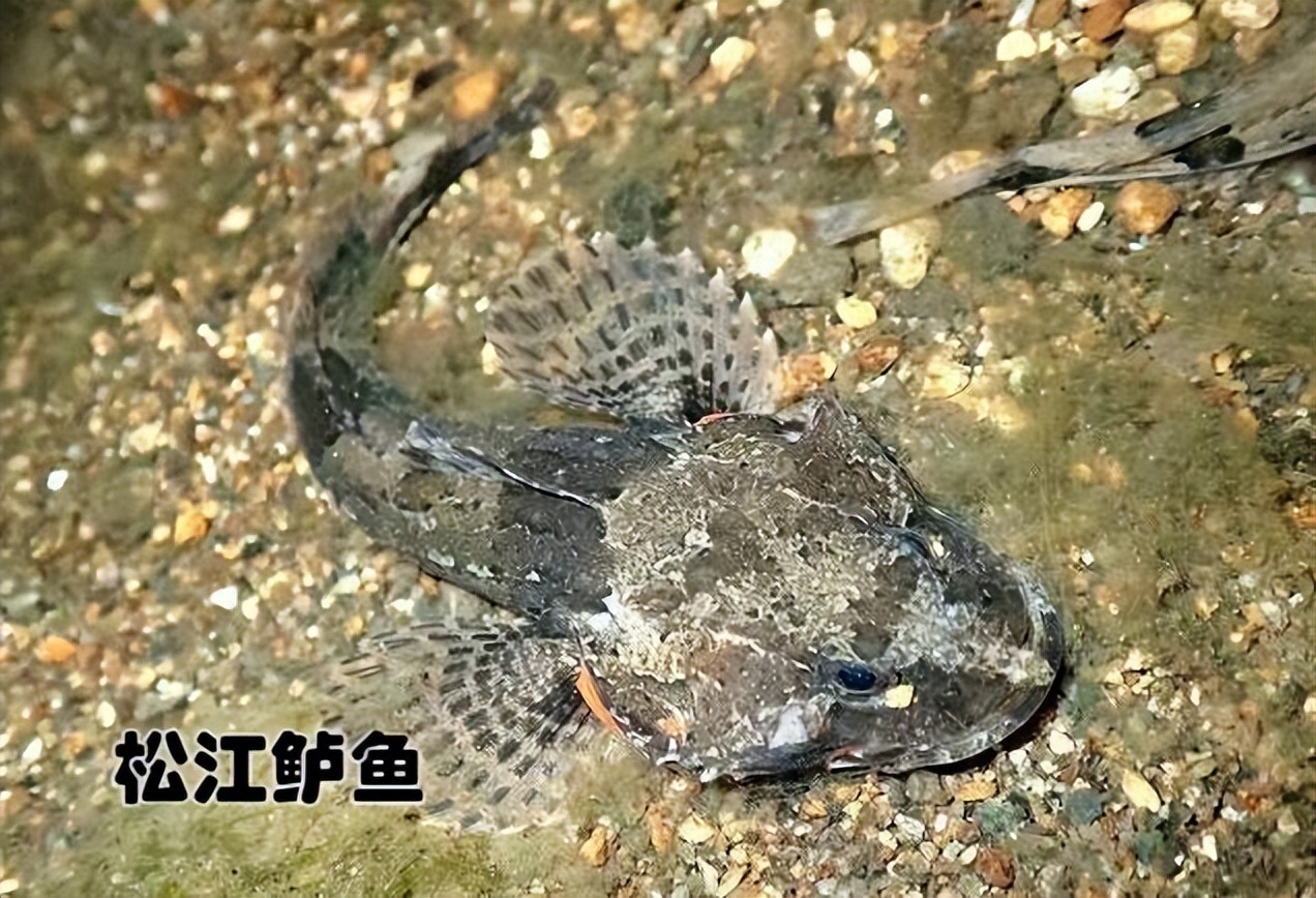 公认好吃淡水鱼有哪些种类,四大淡水名鱼是哪四种鱼