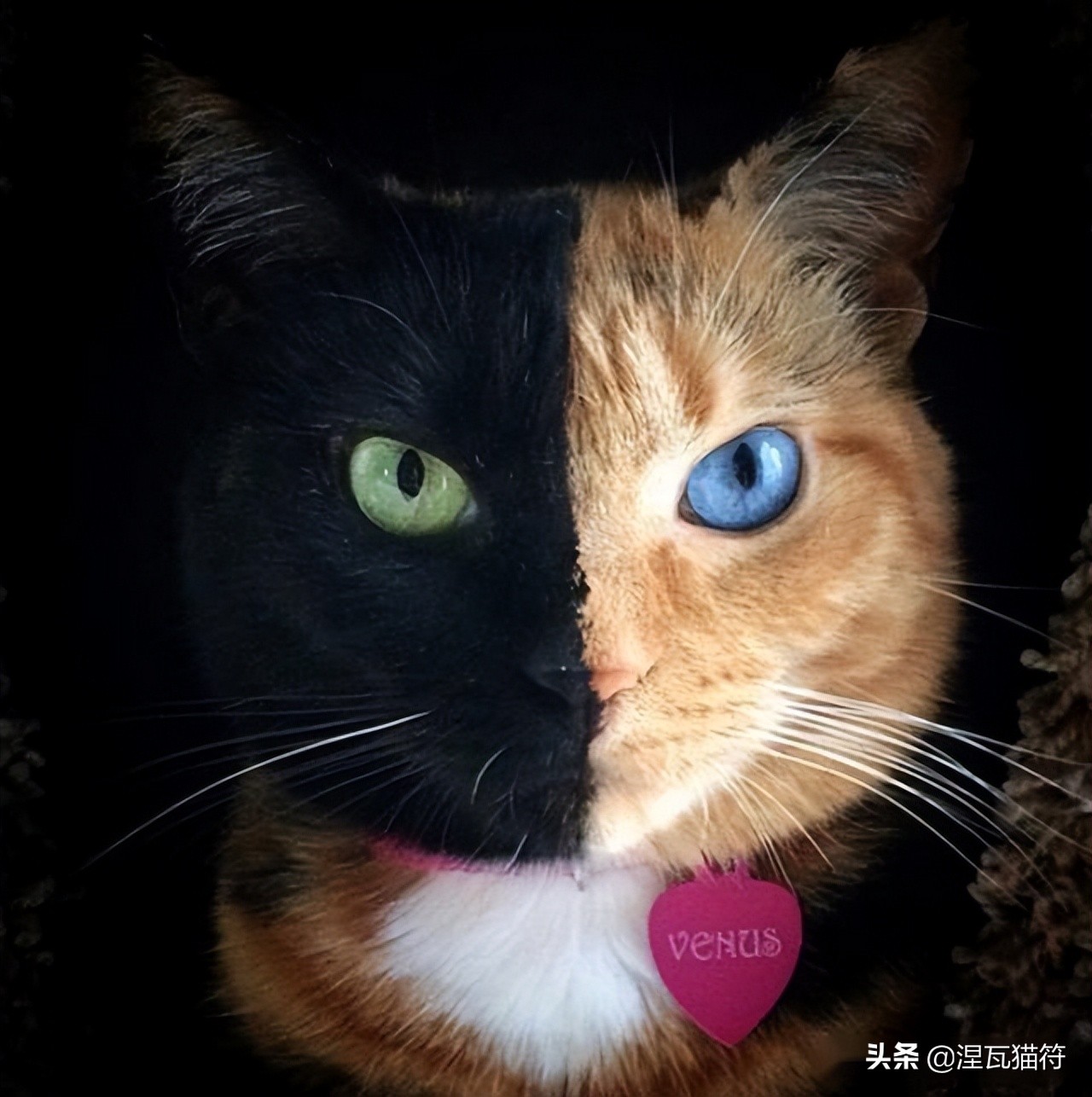 中国猫咪品种玳瑁猫,田园玳瑁猫的嘴