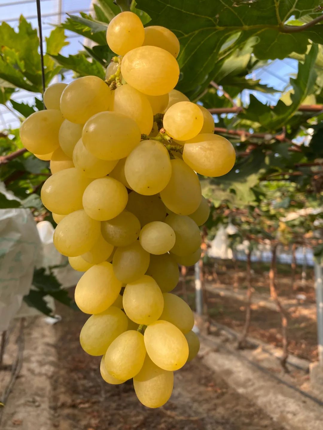 济南采摘园推荐最新,济南采摘园推荐秋季