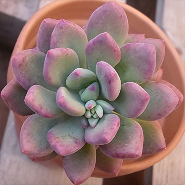 102个大类近500个多肉植物图片，都极其美丽，建议在家中也养一盆