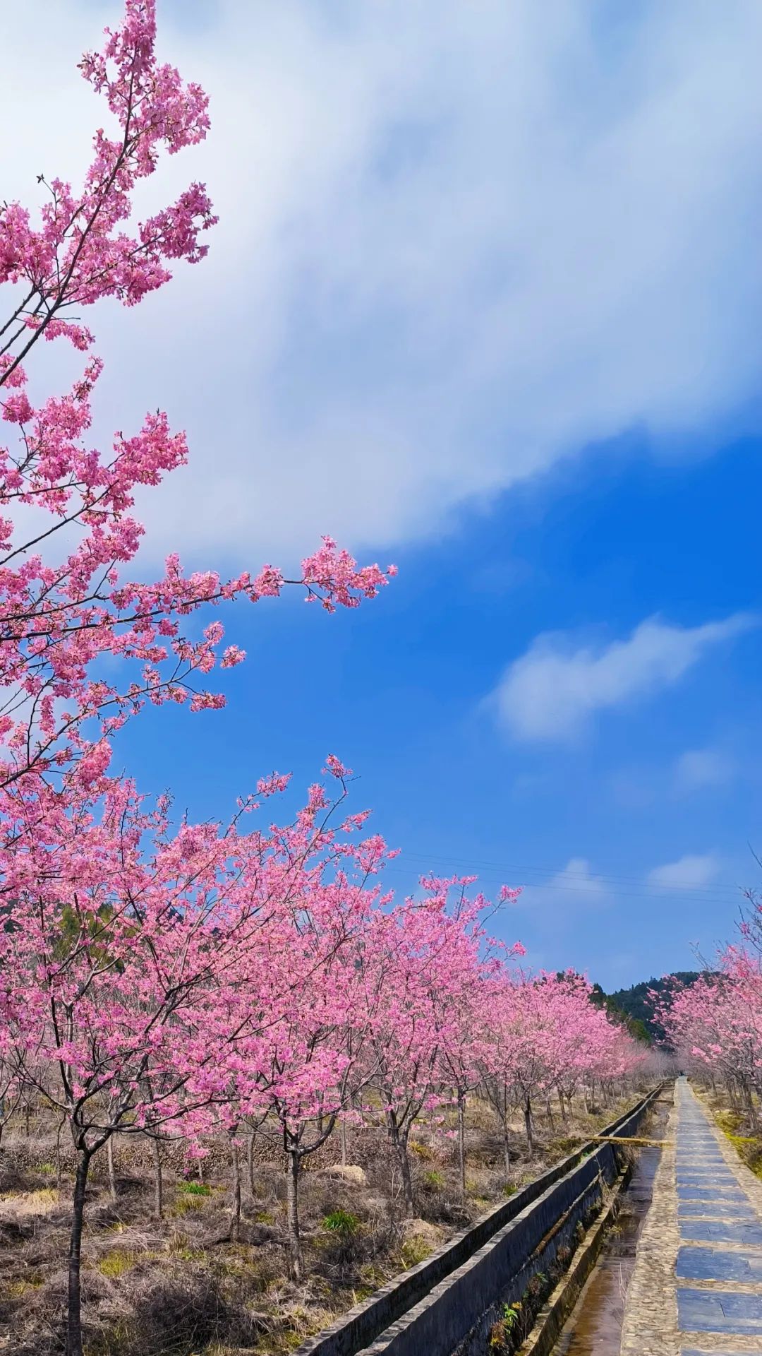 安徽黄山市旅游攻略推荐,黄山市夏季旅游线路攻略大全最新