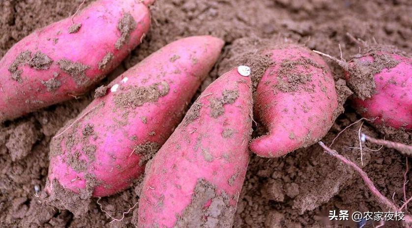 详解示范红薯苗倒插的正确方法,正确栽红薯苗的方法