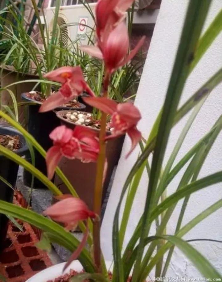 大红袍兰花是什么品种,兰花的品种什么最好