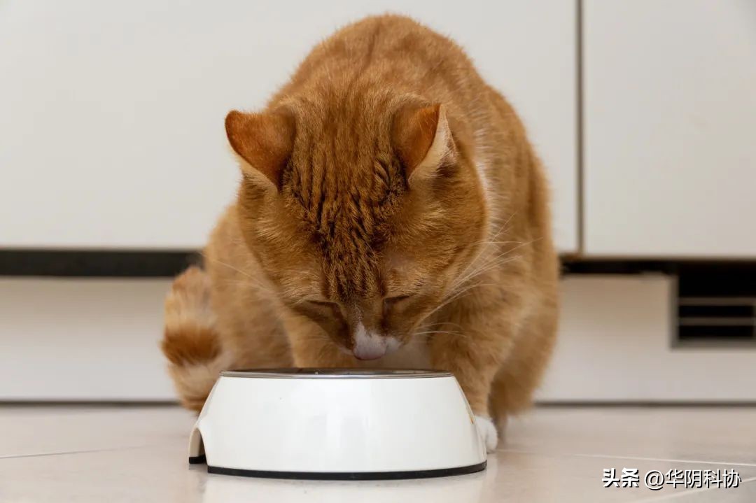 晚上吃过饭半夜肚子饿可以减肥吗,睡前吃宵夜怎么减肥