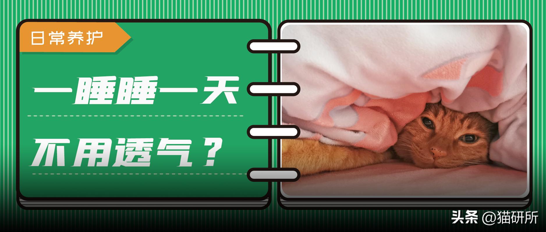 冬天猫咪一直睡觉无精打采,冬天猫咪睡觉会感觉冷吗