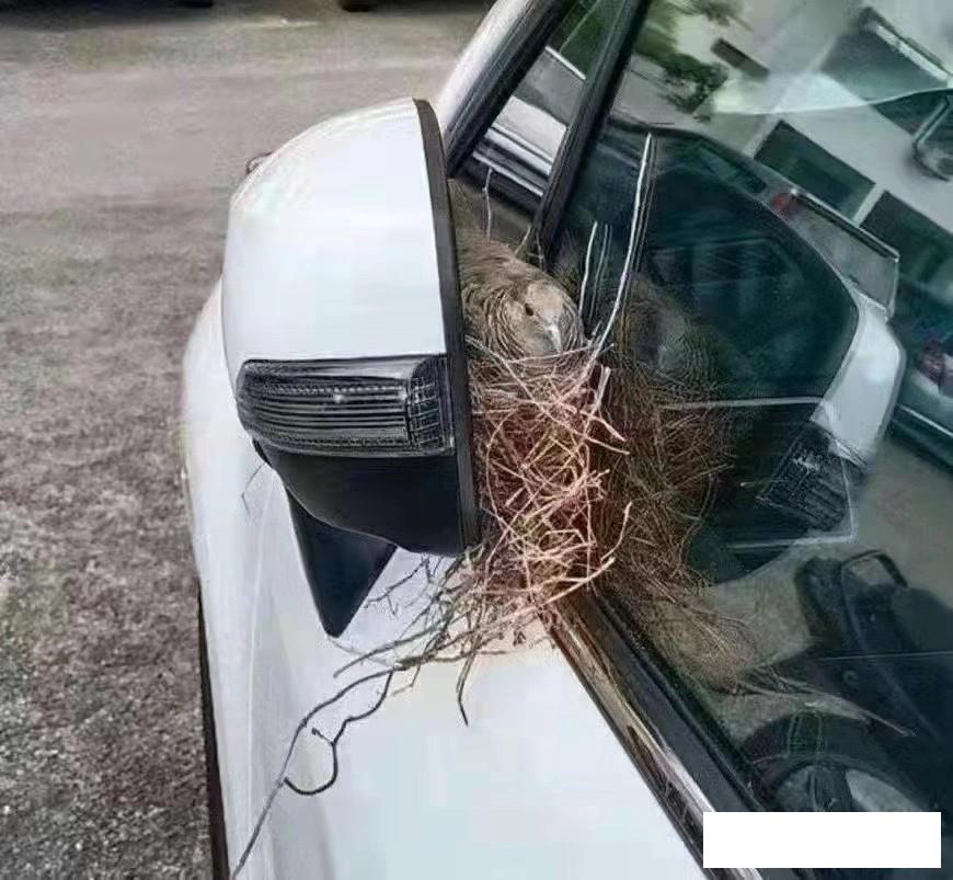 月老看事,月老吐血视频