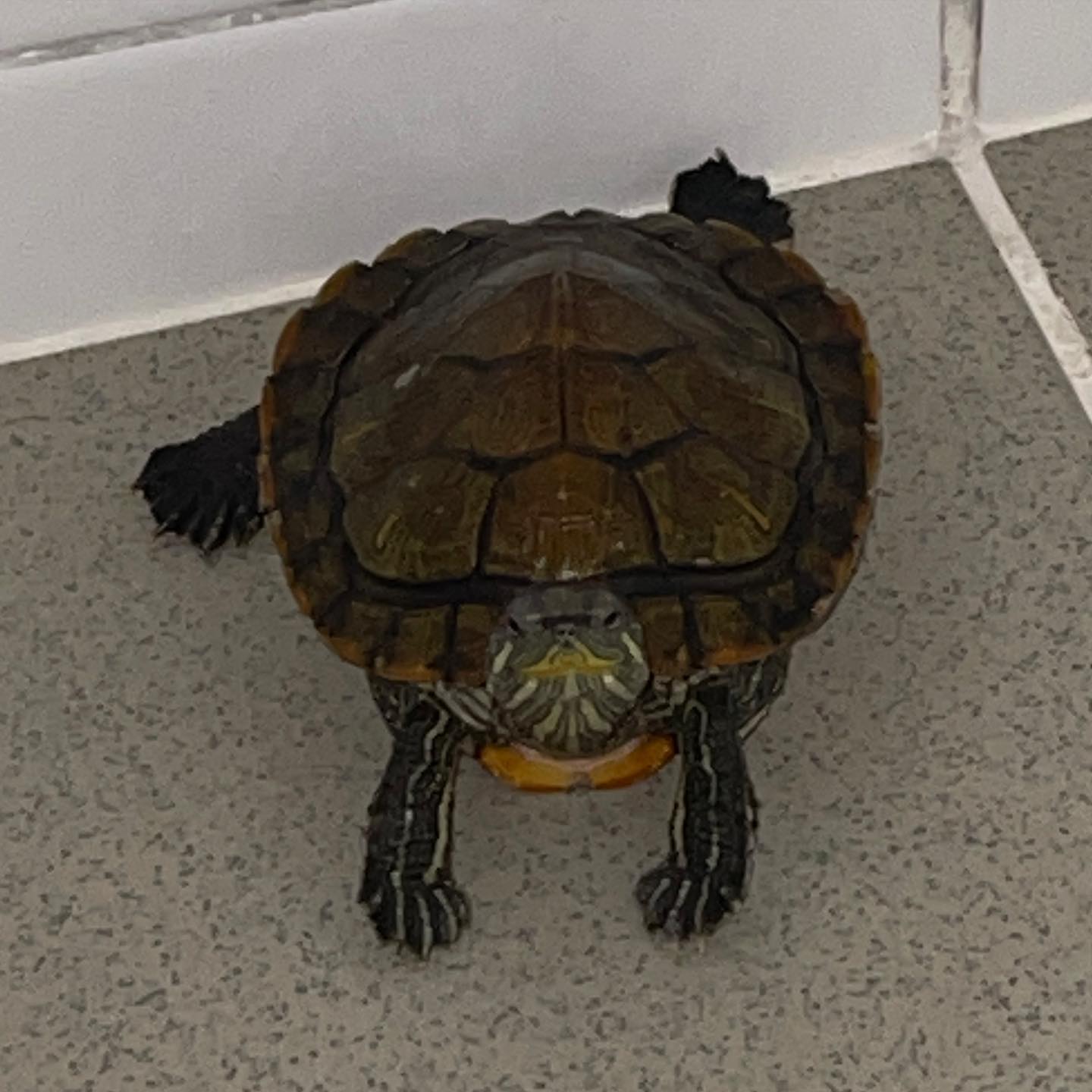 巴西龟冬天的饮食规律,巴西龟一般都吃什么食物怎么养