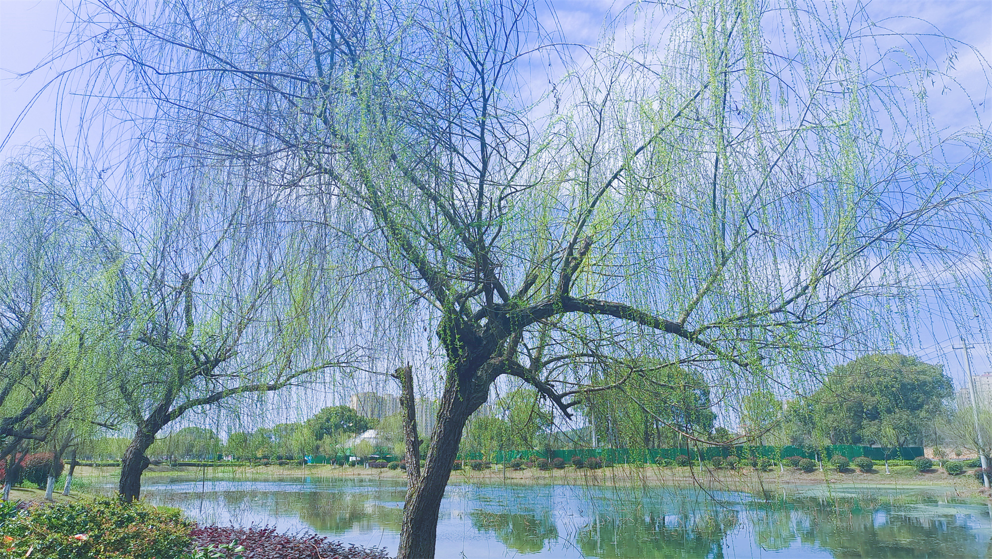 美丽吉安之风光系列：春天的柳树婀娜多姿美丽动人