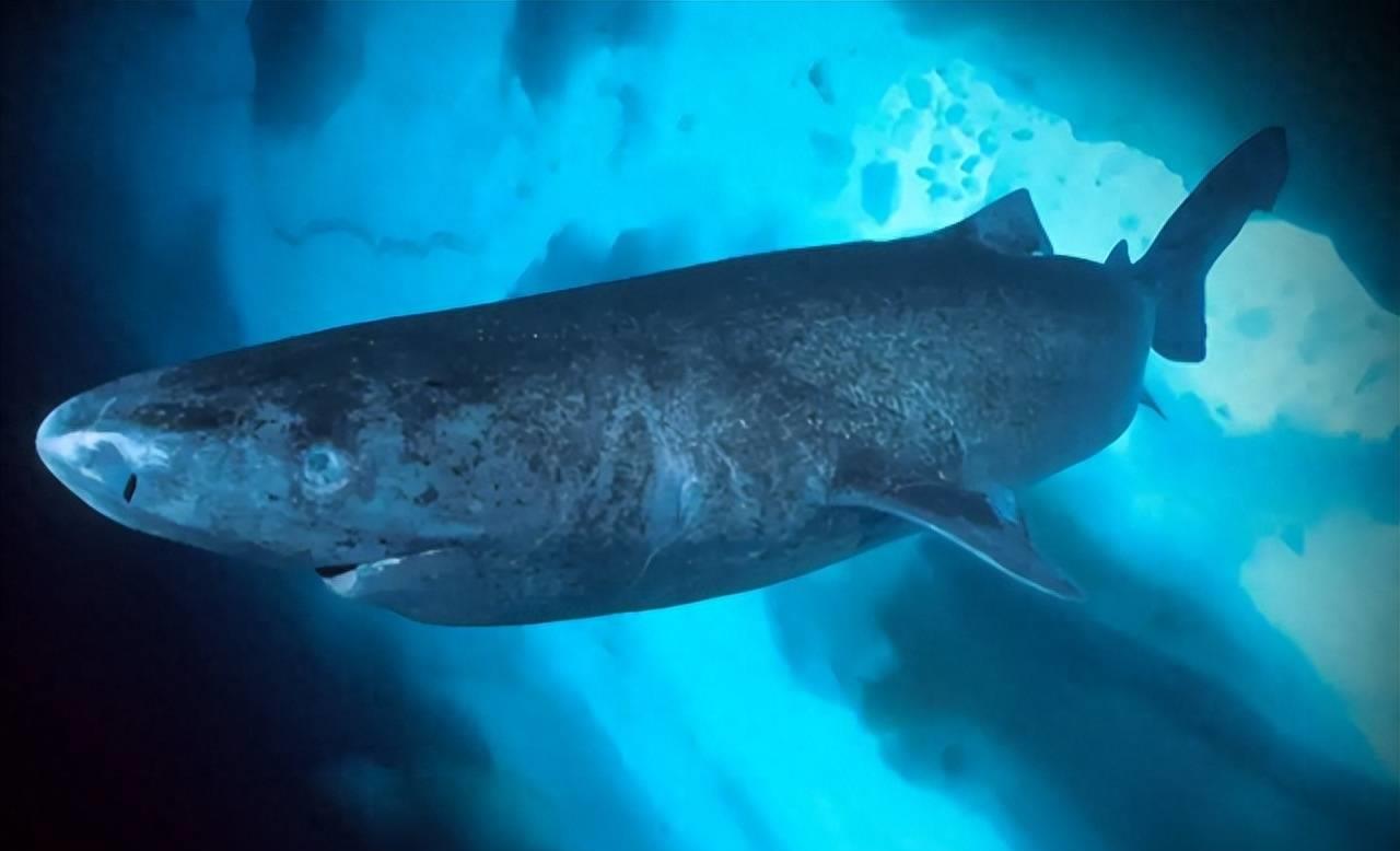 600多岁的格陵兰睡鲨,格陵兰睡鲨游动视频