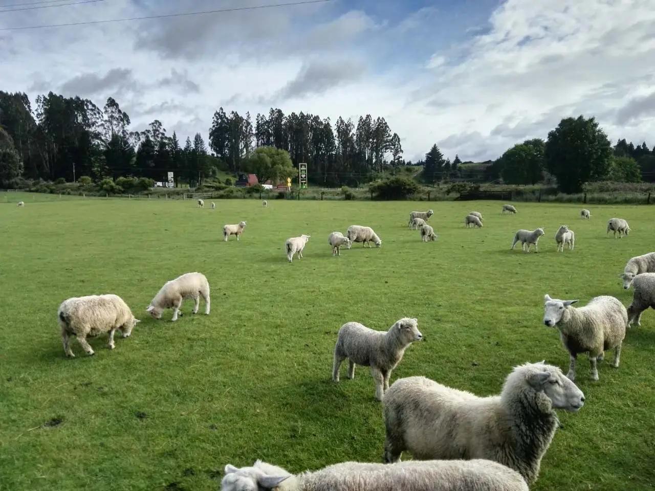新西兰真实的视频,新西兰最新生活真实状况