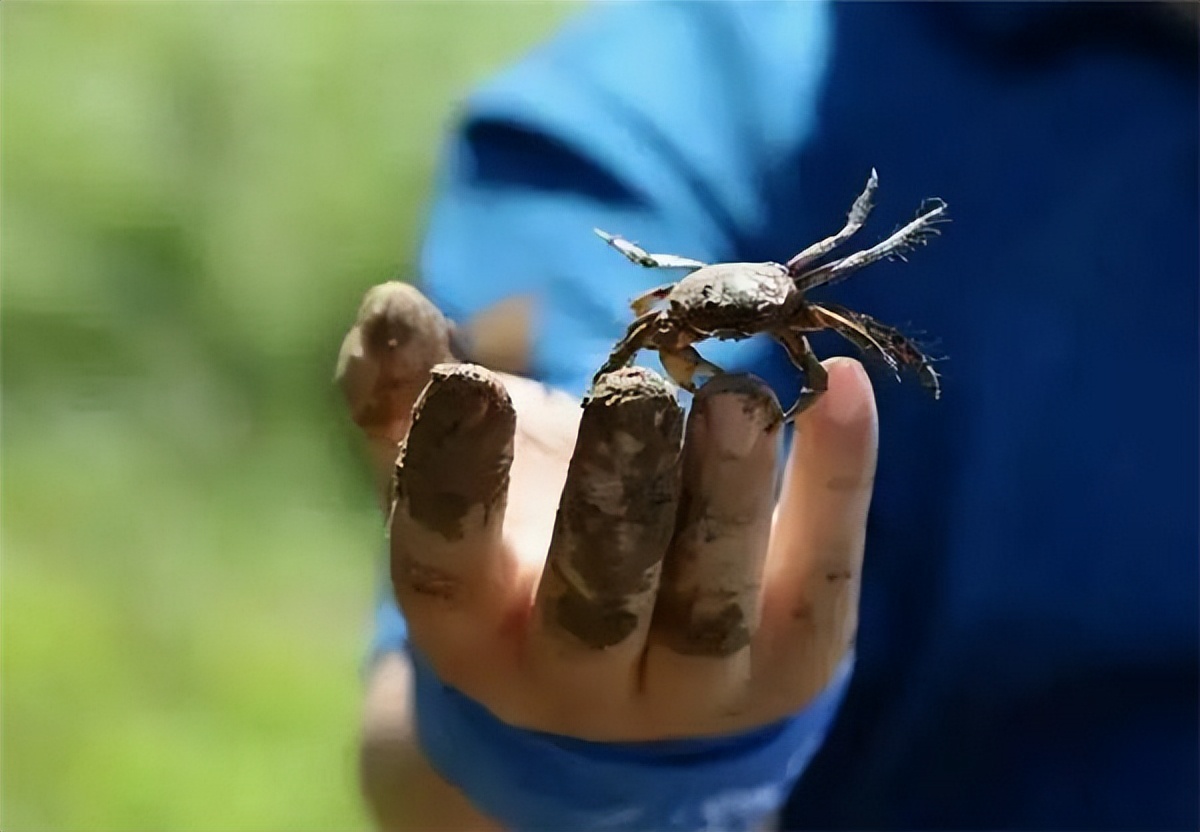 现在吃河蟹还是海蟹好,青蟹是海蟹还是淡水蟹还能吃吗