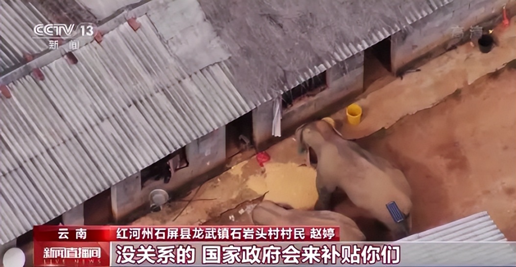 还记得那群“北上”的大象吗？其实有“镖师”送它们回家