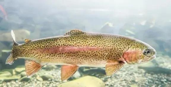 假冒三文鱼如何鉴别,山寨版三文鱼养殖技术