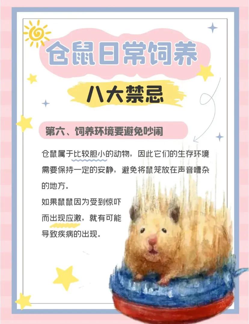 仓鼠的十大禁忌,仓鼠的八大禁忌