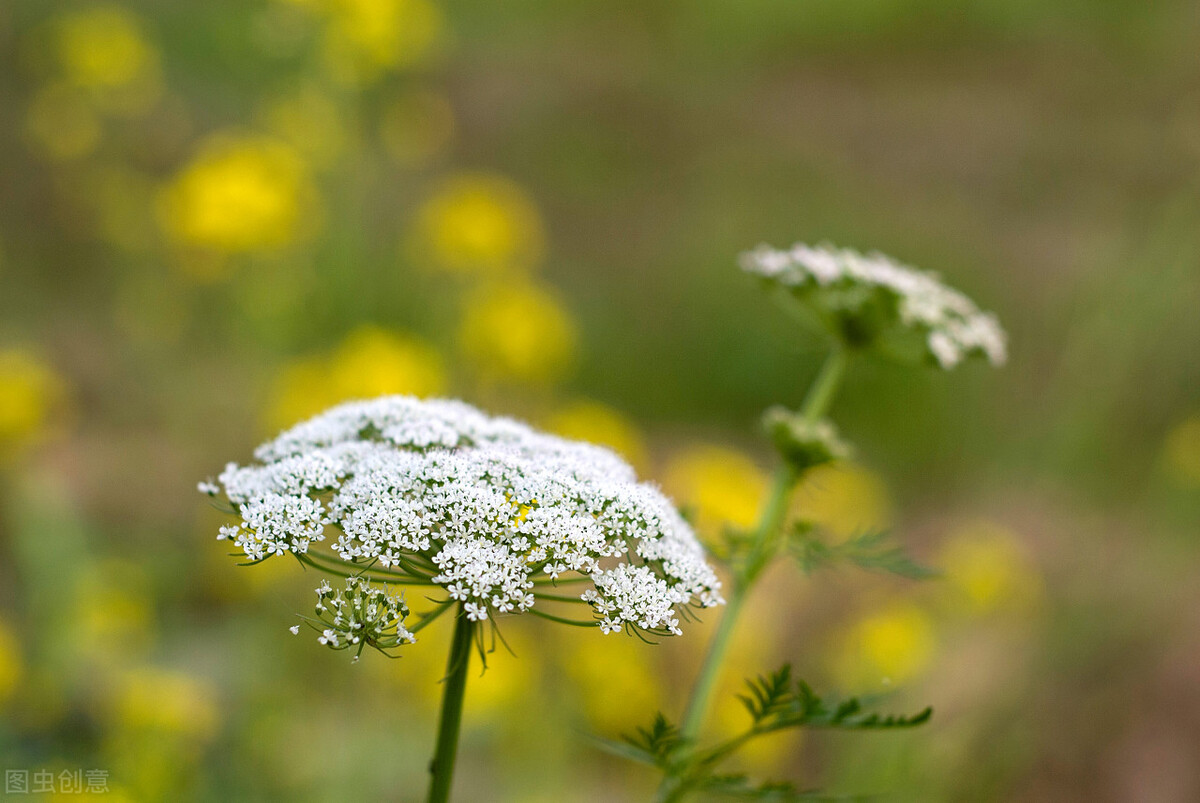 荨麻疹外洗止痒中药,儿童止痒中药外洗方