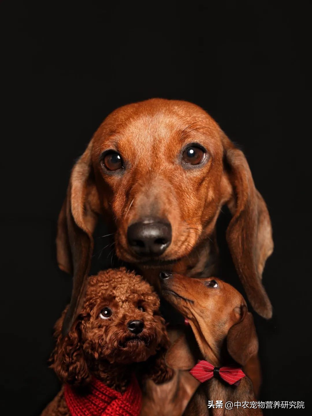 宠业新观察,中国宠物行业的发展史