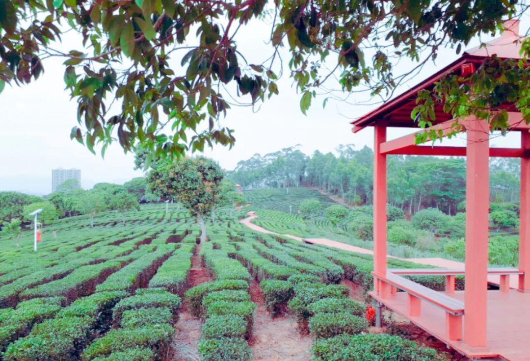 惠州柏塘罗浮山,惠州出发2天一夜旅游攻略图
