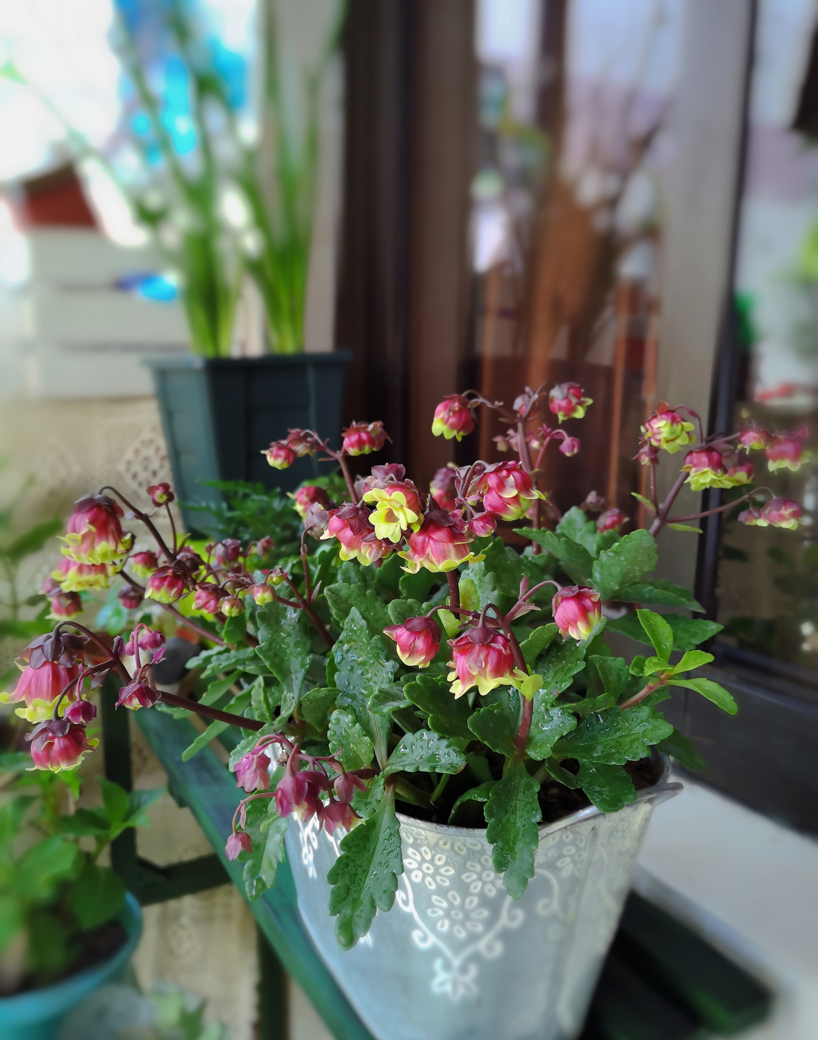 重瓣宫灯长寿花图片,有一种长寿花开花像小灯笼