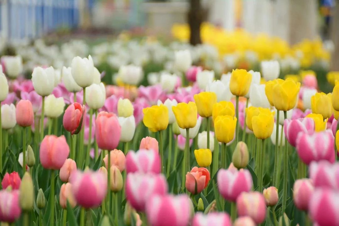 顺义鲜花港郁金香最佳观赏期,北京国际鲜花港2024郁金香赏花季