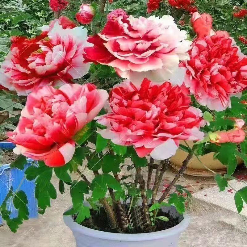 适合女生养的4种花,十大最适合女性养的花