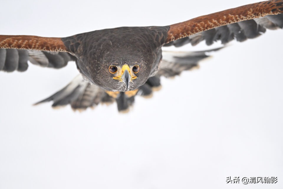 z9拍鸟照片,z9相机购买攻略