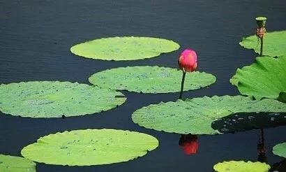 一张图认清伤寒论,强悍干货一文读懂整部伤寒论