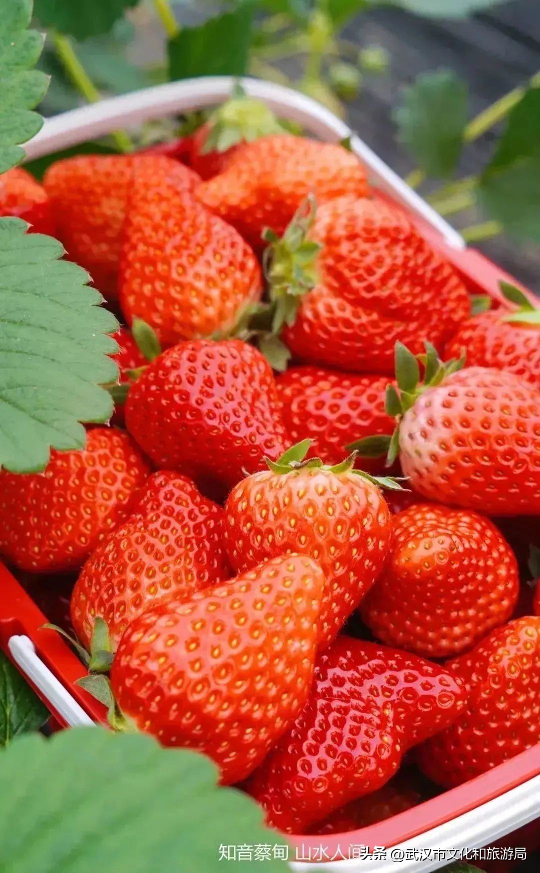 又红又大的草莓欢迎采摘,最近的草莓采摘在哪里