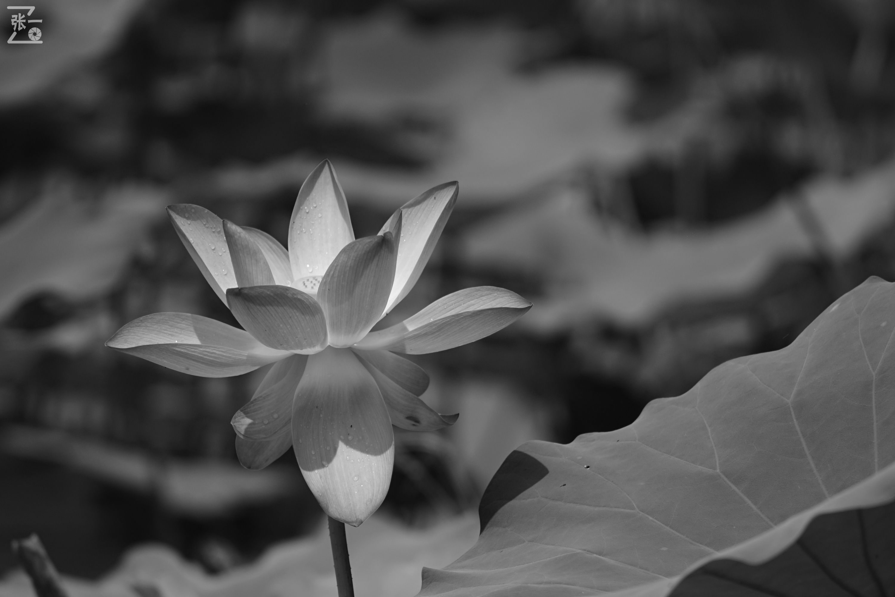 老款olympus微单拍摄技巧,日本olympus镜头