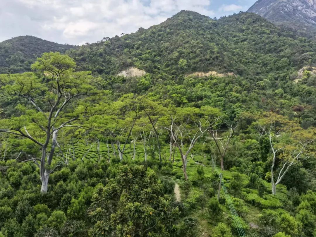 江门夏日炎炎去哪里避暑,江门山里避暑好去处山庄