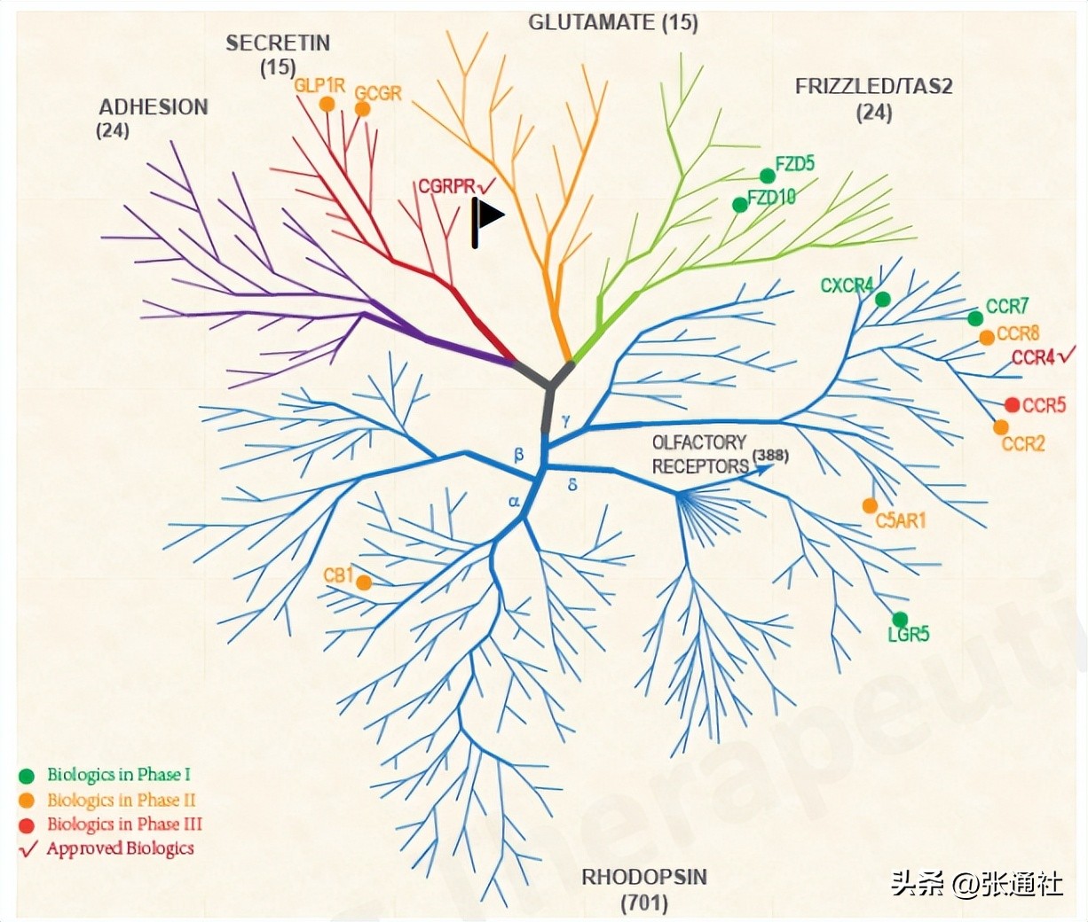 上科大教授/季康生物创始人徐菲：GPCR大分子赛道再创业