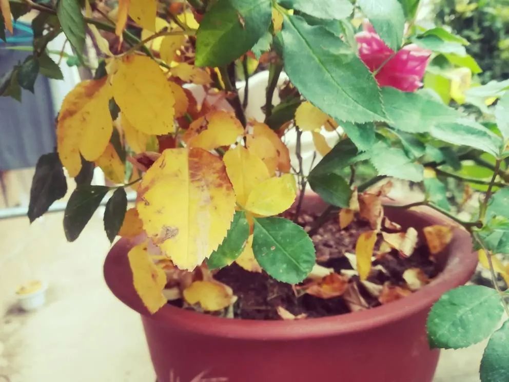 兑水浇花怎么不烂根,不管什么花勤浇水就没错