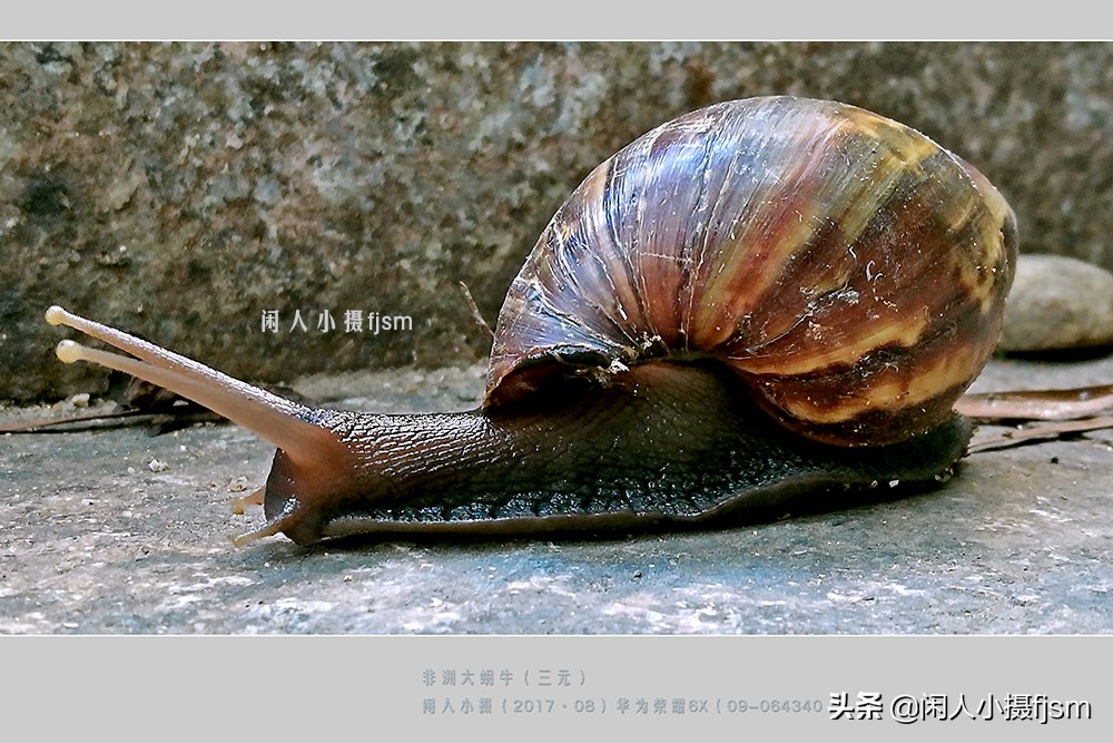 近距离拍摄昆虫小动物,常见昆虫微距摄影活动