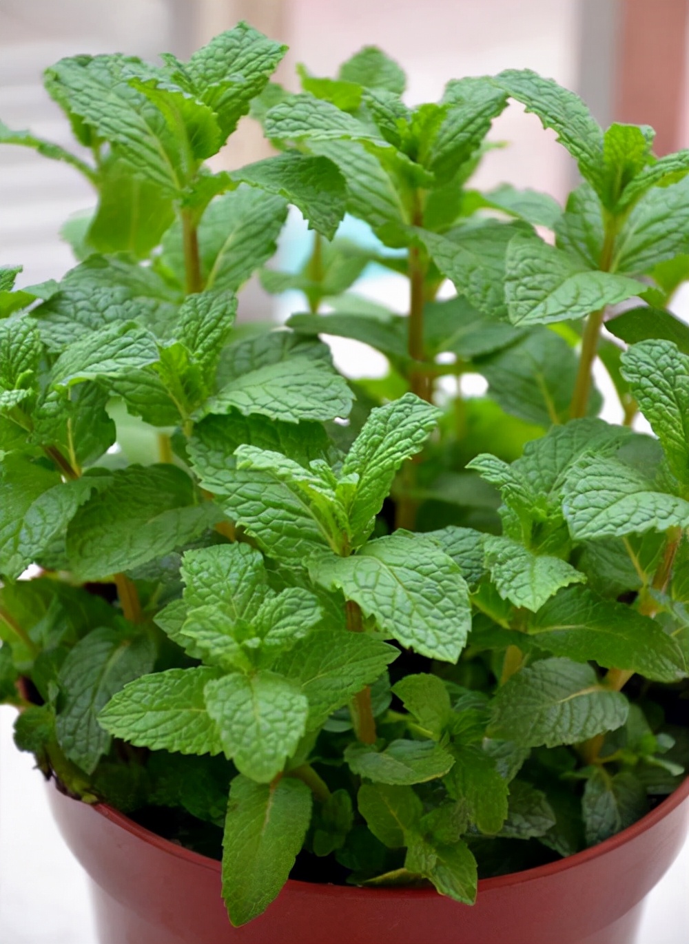 薄荷全部品种,薄荷分类图