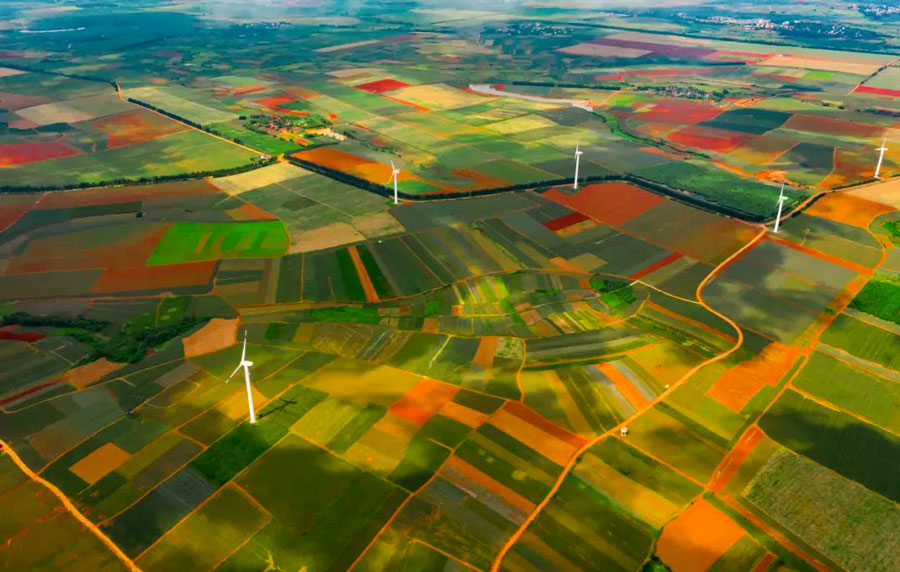 菠萝与凤梨有什么区别,金钻凤梨与菠萝的区别