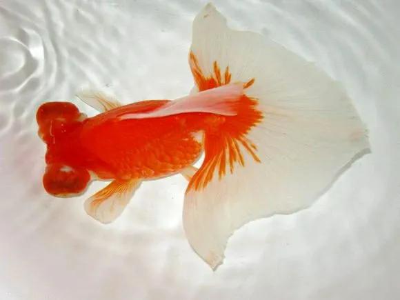 金鱼的品种及图片全部,几乎失传的金鱼品种大全