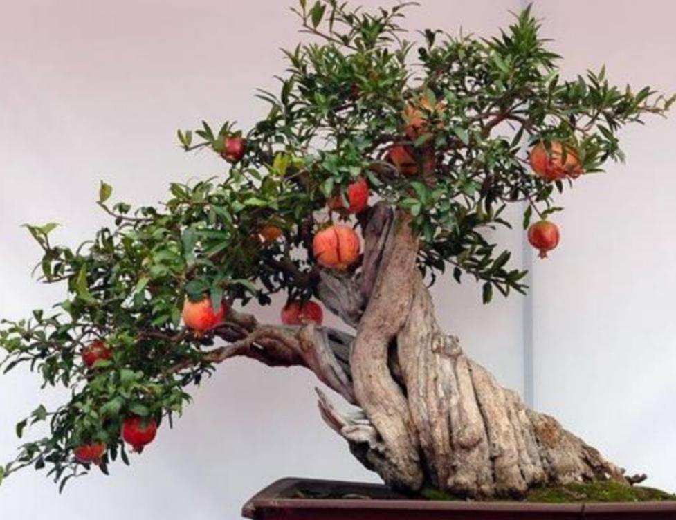 院落石榴树养护,石榴树风水与养护