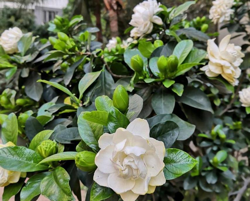 春季养栀子花怎么管理,夏天养爆栀子花的诀窍只需1个字