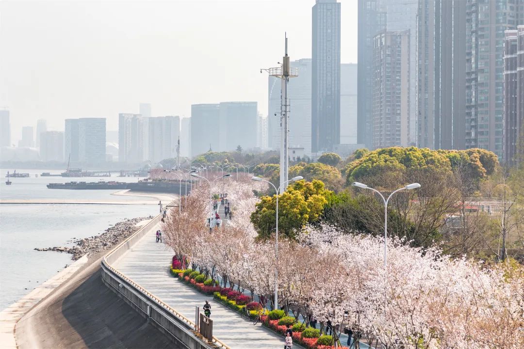 滨江为什么被称为国际滨,滨江的优势