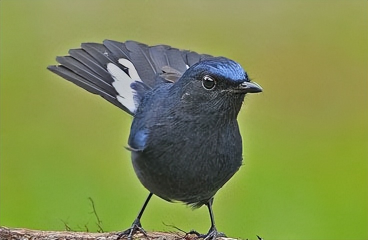 50张最佳鸟类摄影作品,鸟儿大全大图