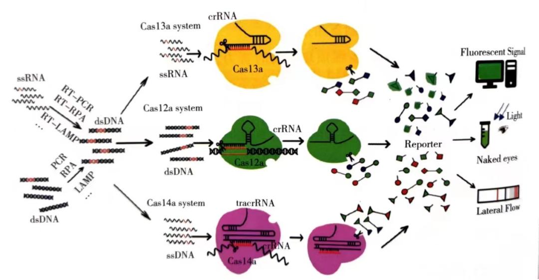 取真经|敢问IVD不卷,路在何方？（下）