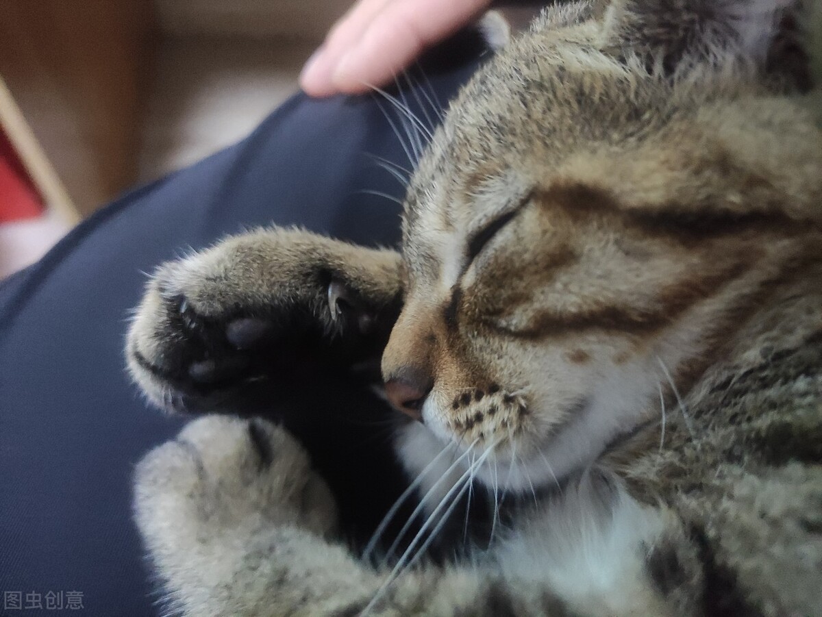 动物都会做梦吗,你知道哪些动物会做梦吗