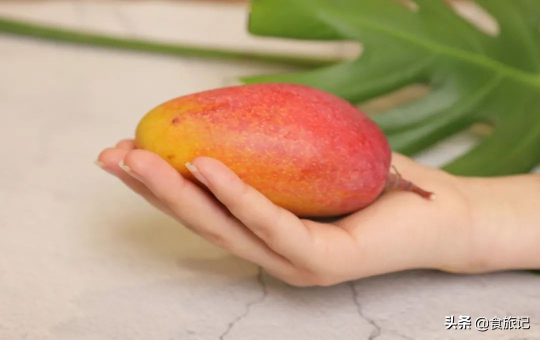 海南贵妃芒树上自然熟,海南三亚树上熟得贵妃芒