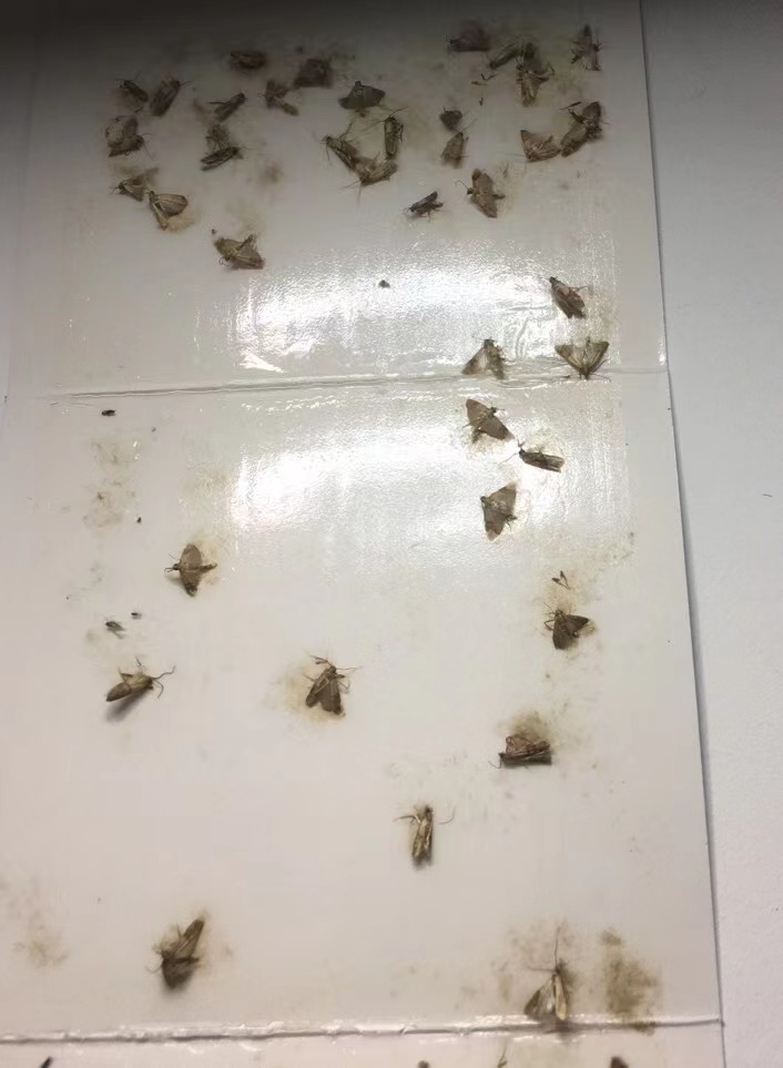 为什么一到夏天家里就很多飞蛾,家里常见小飞蛾