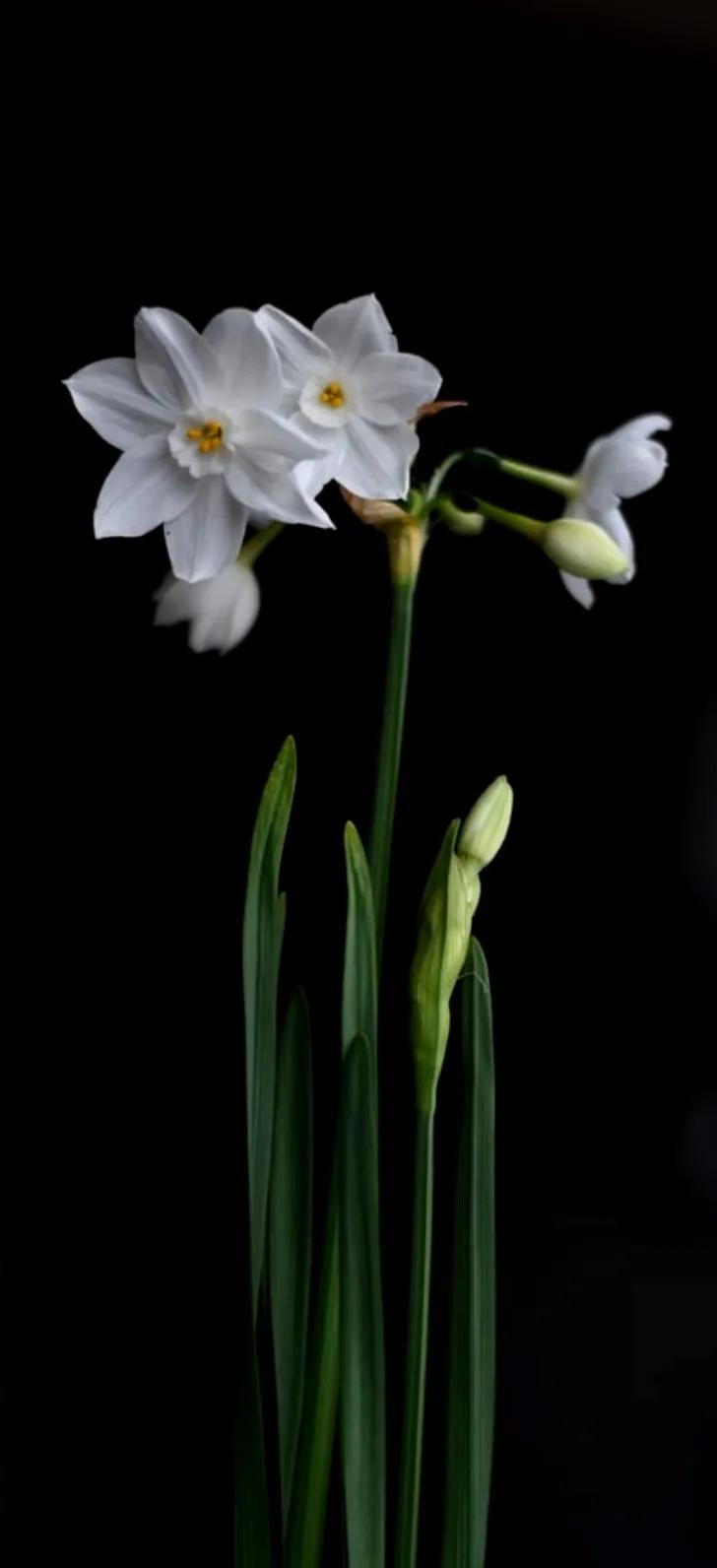 古诗词中的水仙花：飘零尘俗客再见水仙花
