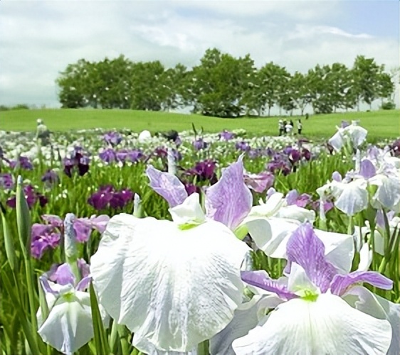 北海道的薰衣草花海在哪里,日本北海道薰衣草花海图片