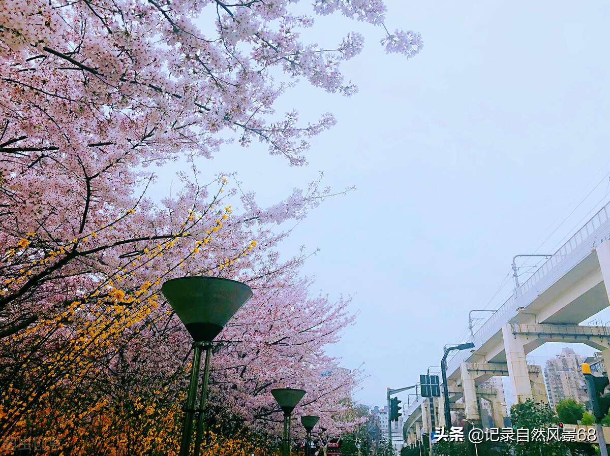 十七个赏樱花的好去处,适合看樱花的景点