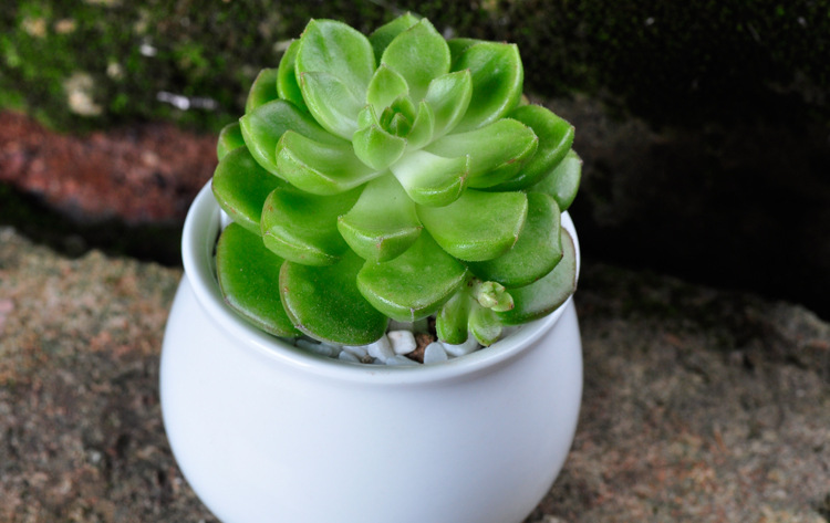 多肉蒂亚玫瑰怎么养,多肉蒂亚怎么养才能爆盆