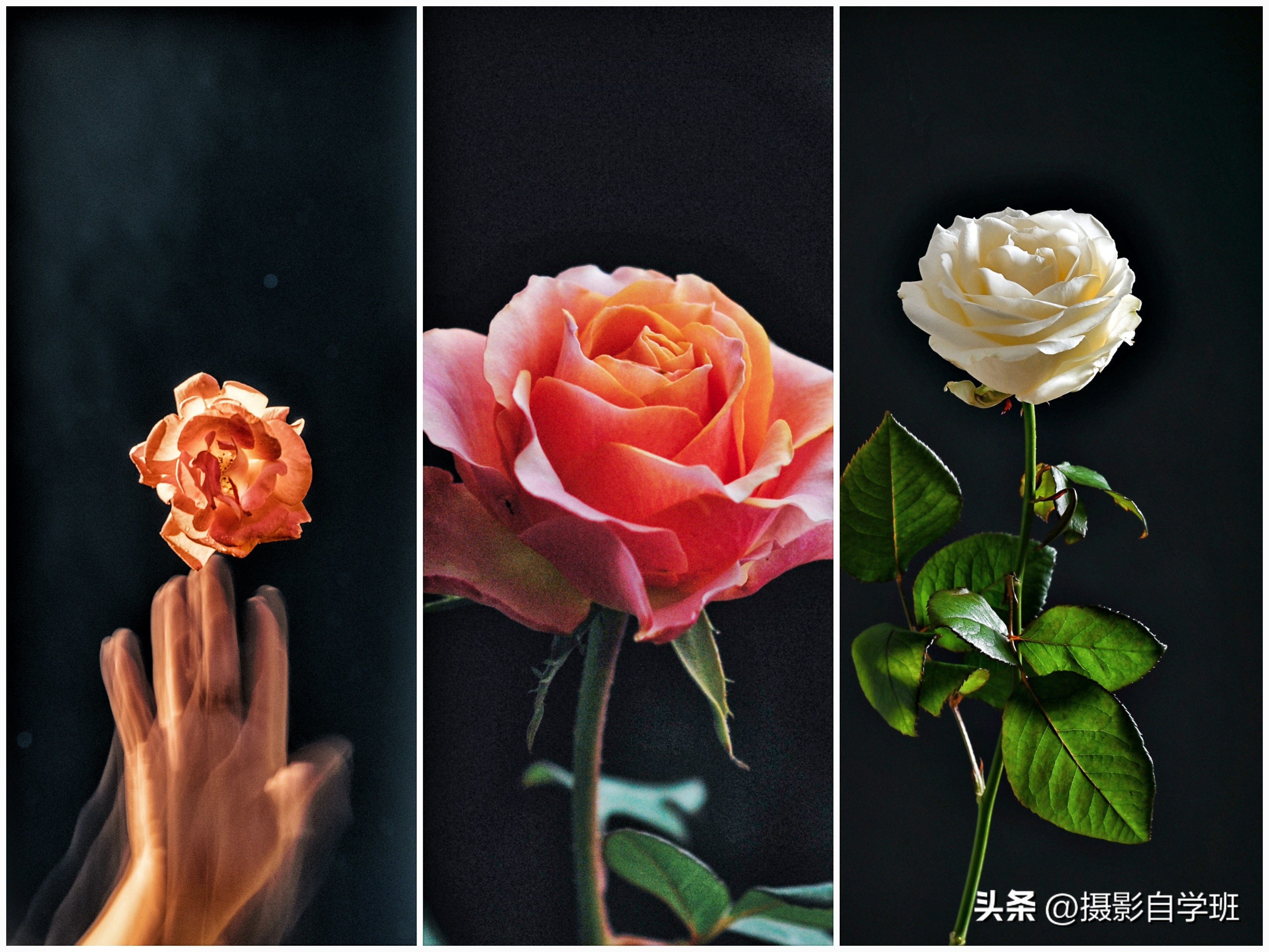 6月份月季什么情况打花苞,6月份的月季花