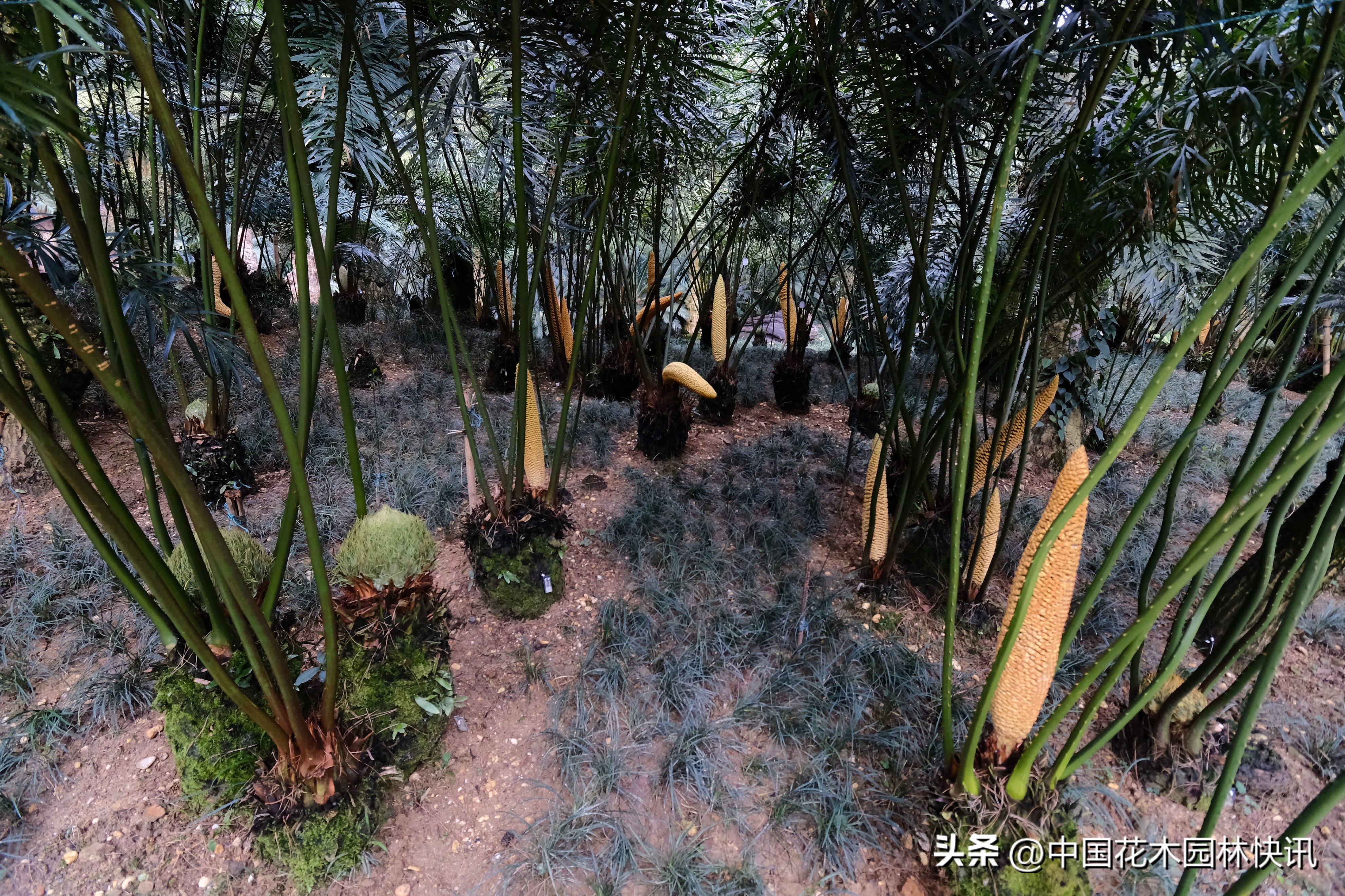 青秀山苏铁科普馆建成开放,南宁青秀山中国铁树简介